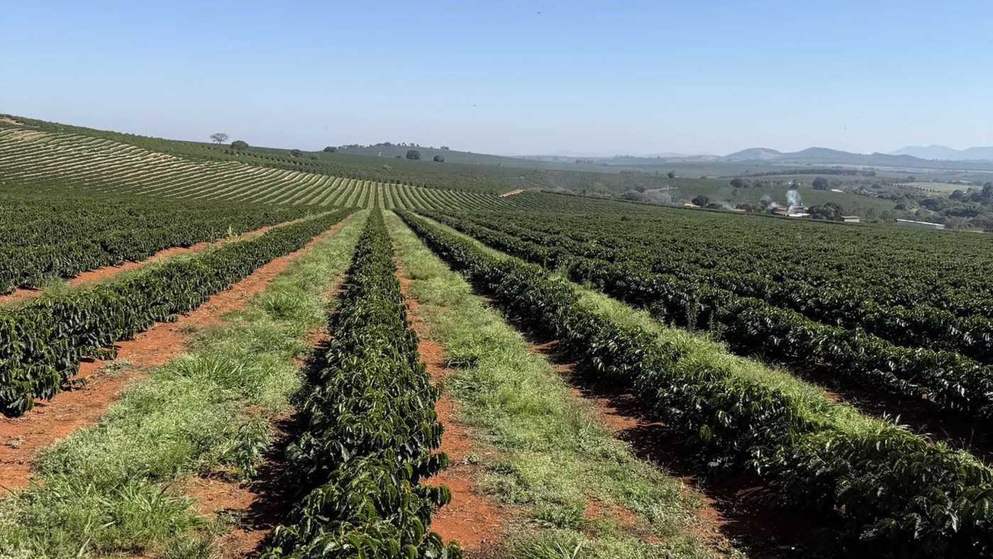 Filari di caffè a Três Pontas, Minas Gerais